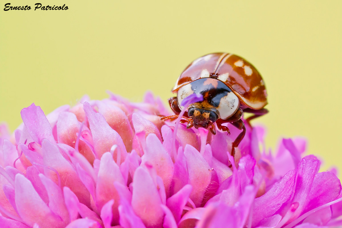 coccinella: Myzia oblongoguttata